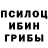 Псилоцибиновые грибы Psilocybine cubensis Vera Moilanen